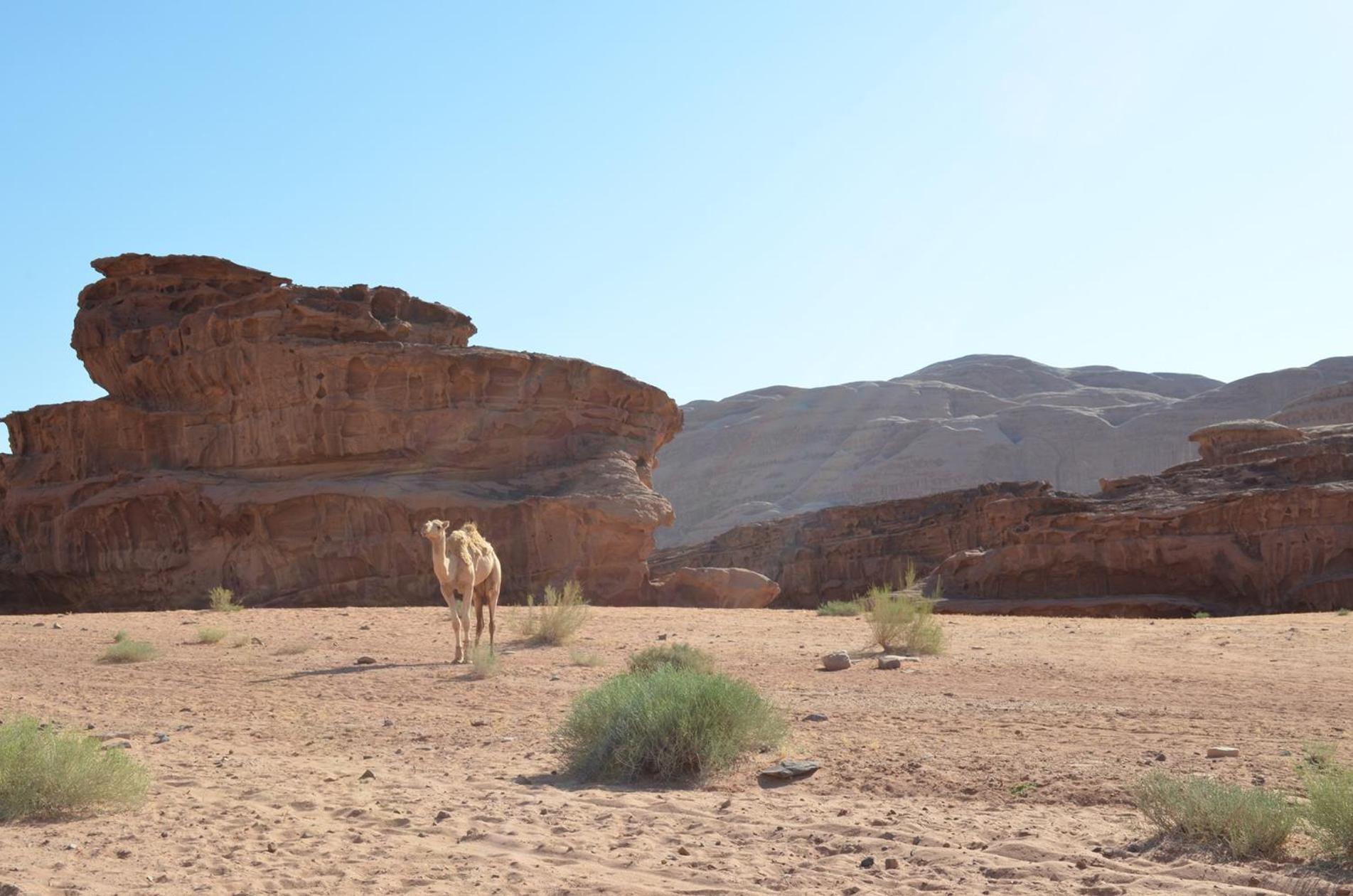 Wadi Rum Caeser Camp 호텔 외부 사진